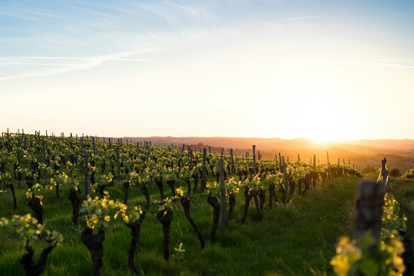 Quels sont les meilleurs circuits pour une découverte des terres vinicoles en Bourgogne ?